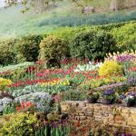 Little Larford - tulipanowy ogród