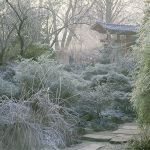 Zima w japońskim ogrodzie