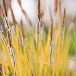 Trawy ogrodowe wysokie - odmiany i uprawa