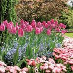 Tulipany Cottage ‘Pink Diamond’. Tulipany w ogrodzie – jak je uprawiać i co z nimi sadzić
