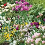 W Little Larford można podziwiać tulipany we wszystkich kolorach ksztaltach.