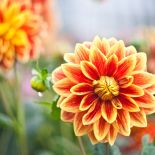 Pomarańczowe kwiaty w jesiennym ogrodzie to dalie