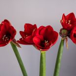 Amaryllis