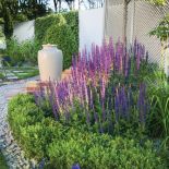 fioletowe kwiaty ogrodowe