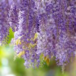 Wisteria glicynia – pięknie kwitnące pnącze