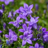 Dzwonek (campanula) kwiat na balkon i do ogrodu