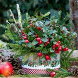 golteria roślina z czerwonymi kulkami