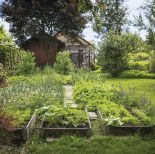 warzywnik w ogrodzie