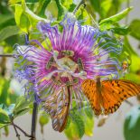 passiflora męczennica