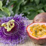 marakuja passiflora męczennica jadalna