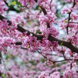 Wiśnia piłkowana zwana wiśnią japońską