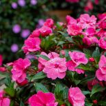 Niecierpek kwitnie obficie i długo