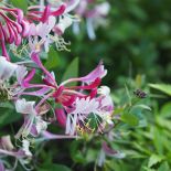 Wiciokrzew (Lonicera) - uprawa, odmiany, pielęgnacja