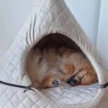 legowiska dla psa i kota