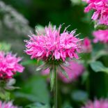 Pysznogłówka to inaczej Monarda