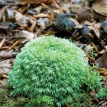 Bielistka siwa. Ogród z mchu i paproci