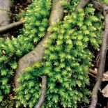 Merzyk groblowy. Ogród z mchu i paproci