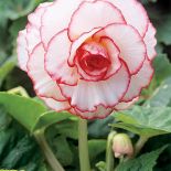 Begonia Mardi Gras. Begonia - królowa zimy