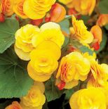 Begonia Elatior Catkin. Begonia - królowa zimy