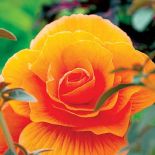 Begonia bulwiasta. Begonia - królowa zimy