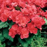 Begonia Elatior Heidi. Begonia - królowa zimy