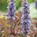 DĄBRÓWKA ROZŁOGOWA ‘BRAUNHERZ’