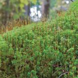 Płonnik pospolity. Ogród z mchu i paproci