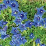 Goryczka krótkołodygowa (Kluzjusza). Goryczka – oko Tatr