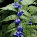 Goryczka trojeściowa. Goryczka – oko Tatr