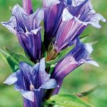 Goryczka wąskolistna. Goryczka – oko Tatr