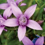 Goryczuszka Wettsteina. Goryczka – oko Tatr