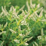 Krzew hebe. Hebe, hebe uprawa, krzew hebe, krzewy do ogrodu, krzewy ogrodowe, rośliny ogrodowe,