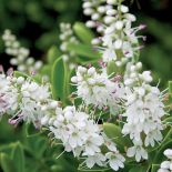 Hebe tłustolistna. Krzew hebe