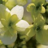 Hortensja dębolistna