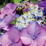 Hortensja krzewiasta