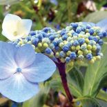 Hortensja krzewiasta