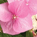 Hortensja krzewiasta