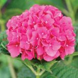 Hortensja ogrodowa