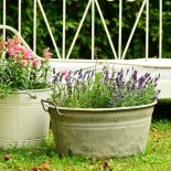 Lawenda w ogrodzie inspiracje