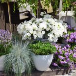 Jak uprawiać lawendę w domu