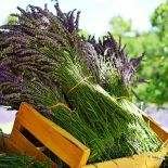 Jak uprawiać lawendę w domu