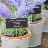 Lawenda w doniczce