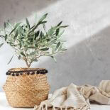 Oliwka - jak uprawiać drzewko oliwne?