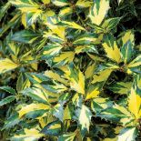 Ostrokrzew kolczasty