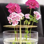 Pomysły na piękne bukiety i dekoracje z pelargonii