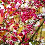 Najpiękniejszy jesienny ogród Holandii