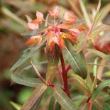 WILCZOMLECZ GRIFFITHA ‘FIREGLOW’