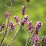 Wawrzynek wilczełyko