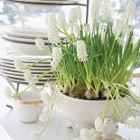 A gdyby tak zamiast tortu ułożyć na paterze wianek z bzów, niezapominajek i poziomek? A w klatce dla kanarka