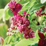 Akebia pięciolistkowa. Czas na pnącza